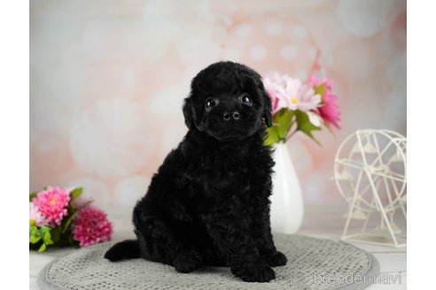 成約済の千葉県のトイプードル-312715の2枚目