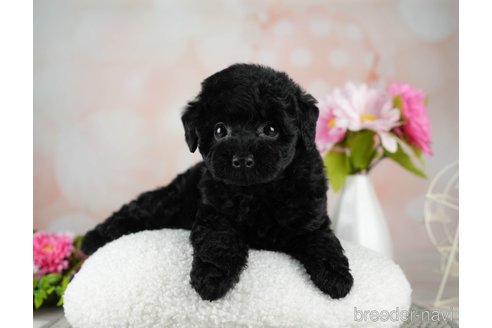 成約済の千葉県のトイプードル-312715の3枚目