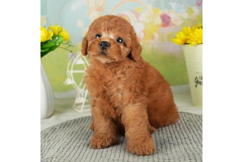 成約済の千葉県のトイプードル-312716の2枚目