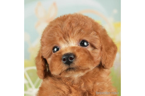 成約済の千葉県のトイプードル-312716の1枚目