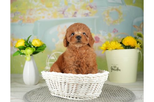 成約済の千葉県のトイプードル-312716の5枚目