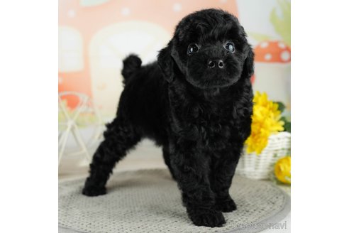 成約済の千葉県のトイプードル-312718の2枚目