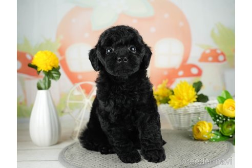 成約済の千葉県のトイプードル-312718の4枚目