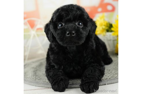 成約済の千葉県のトイプードル-312718の1枚目