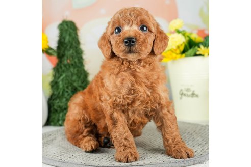 成約済の千葉県のトイプードル-312724の1枚目