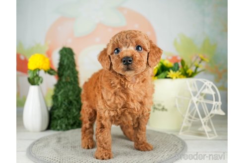 成約済の千葉県のトイプードル-312724の2枚目