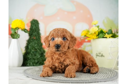 成約済の千葉県のトイプードル-312724の4枚目