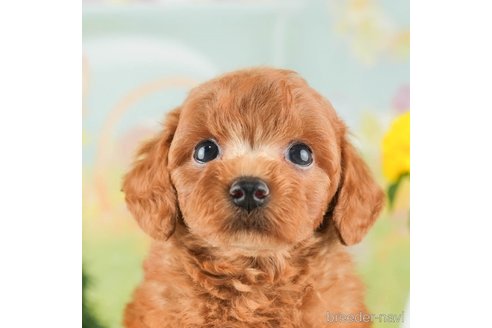 成約済の千葉県のトイプードル-312725の1枚目