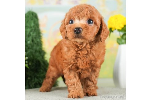 成約済の千葉県のトイプードル-312725の5枚目