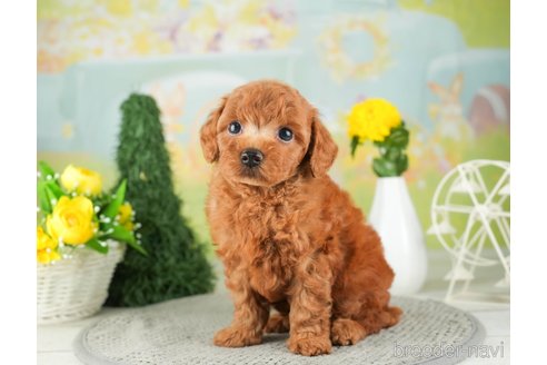 成約済の千葉県のトイプードル-312725の3枚目