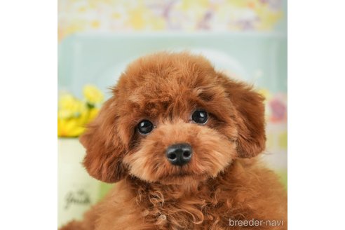 成約済の千葉県のトイプードル-312726の1枚目