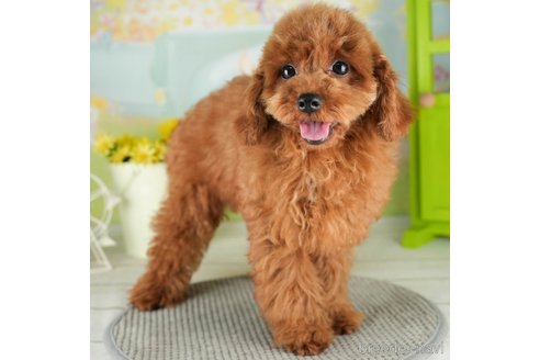 成約済の千葉県のトイプードル-312726の4枚目