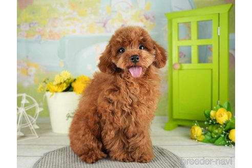 成約済の千葉県のトイプードル-312726の3枚目