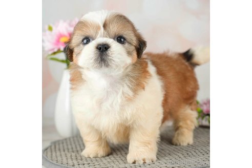 成約済の千葉県のシーズー-312728の1枚目