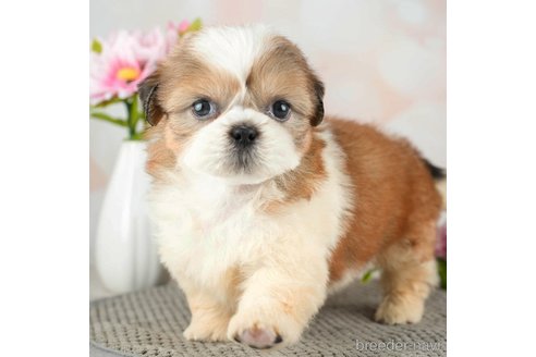 成約済の千葉県のシーズー-312728の3枚目