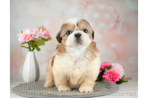 成約済の千葉県のシーズー-312728の4枚目