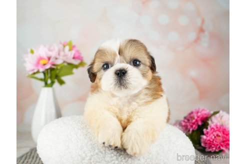 成約済の千葉県のシーズー-312728の5枚目