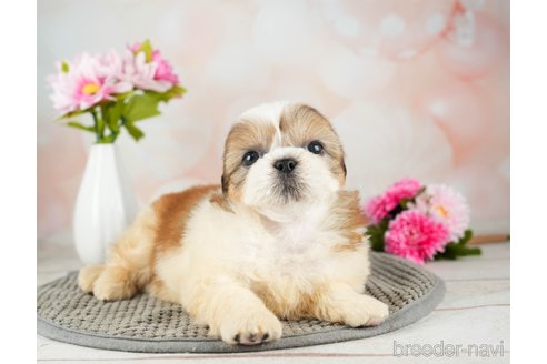 成約済の千葉県のシーズー-312728の2枚目