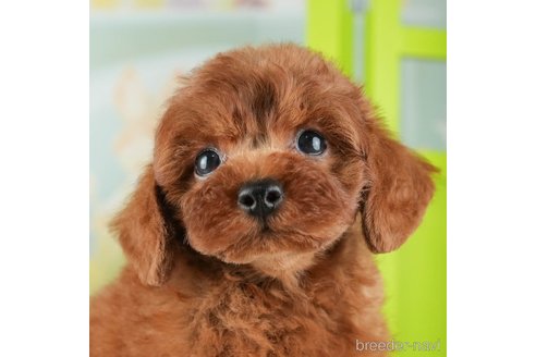 成約済の千葉県のトイプードル-312731