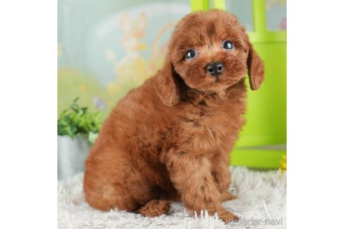 成約済の千葉県のトイプードル-312731の2枚目