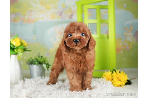 成約済の千葉県のトイプードル-312731の3枚目