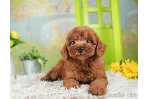 成約済の千葉県のトイプードル-312731の4枚目