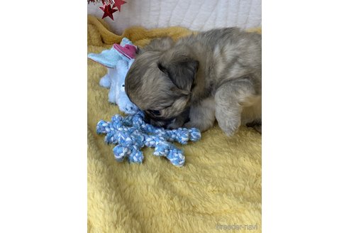 成約済の愛媛県のチワワ(ロングコート)-306582の6枚目