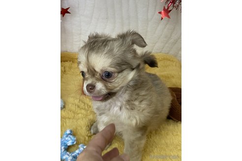 成約済の愛媛県のチワワ(ロングコート)-306581の7枚目