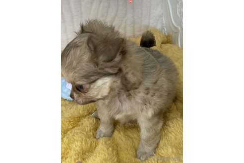 成約済の愛媛県のチワワ(ロングコート)-306581の4枚目