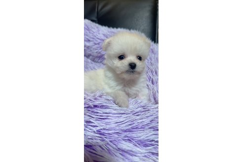 成約済の岡山県のポメプー:ポメラニアン×トイプードル-312736の3枚目