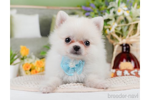 成約済の静岡県のポメチワ:ポメラニアン×チワワ-312747の2枚目