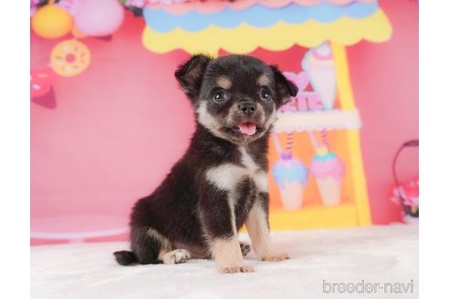 成約済の静岡県のチワワ(ロングコート)-312750の7枚目