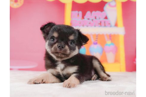 成約済の静岡県のチワワ(ロングコート)-312750の5枚目