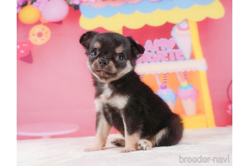 成約済の静岡県のチワワ(ロングコート)-312750の6枚目