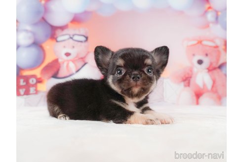 成約済の静岡県のチワワ(ロングコート)-312751の7枚目