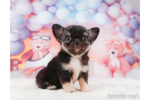 成約済の静岡県のチワワ(ロングコート)-312751の5枚目