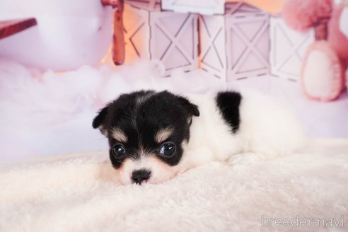 成約済の静岡県のチワワ(ロングコート)-312752の7枚目