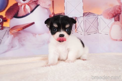 成約済の静岡県のチワワ(ロングコート)-312752の5枚目