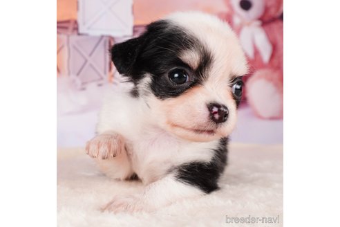 成約済の静岡県のチワワ(ロングコート)-312753の1枚目