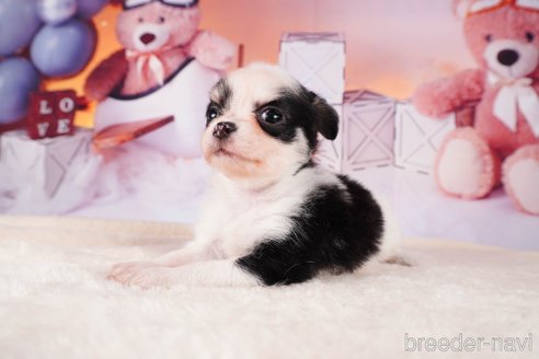 成約済の静岡県のチワワ(ロングコート)-312753の5枚目