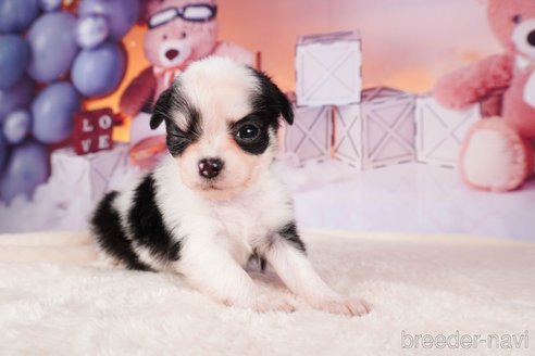 成約済の静岡県のチワワ(ロングコート)-312753の2枚目