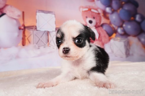 成約済の静岡県のチワワ(ロングコート)-312753の4枚目