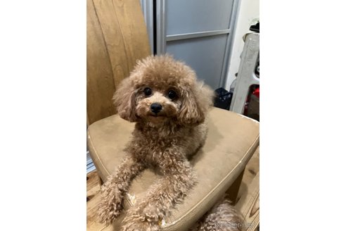 ちづ子ちゃん1枚目