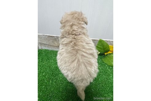 成約済の滋賀県のマルプー:マルチーズ×トイプードル-308807の5枚目