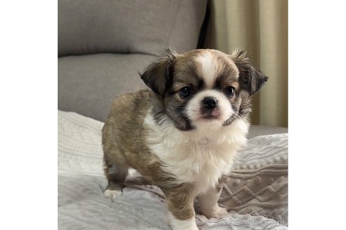 成約済の福岡県のチワワ(ロングコート)-312755の3枚目