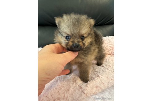 成約済の埼玉県のポメラニアン-312766の7枚目