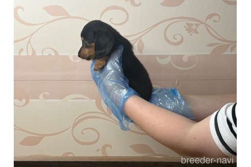 成約済の東京都のカニンヘンダックスフンド(ロングヘアード)-312826の2枚目