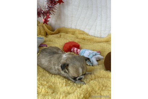 成約済の愛媛県のチワワ(ロングコート)-312771の6枚目