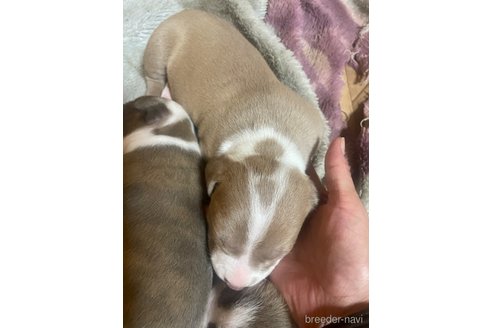 成約済の佐賀県のアメリカンピットブルテリア-309558の20枚目