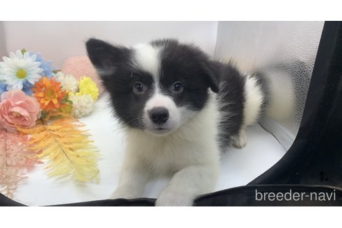 成約済の東京都のミックス犬-304006の3枚目